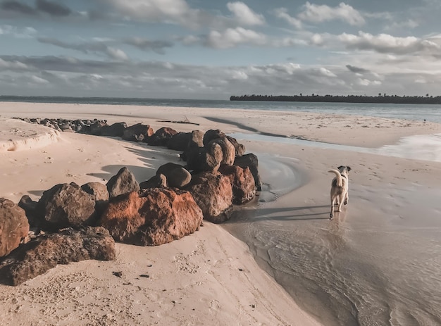 Photo chien courir et jouer sur la plage de sable rose s'amuser et se détendre