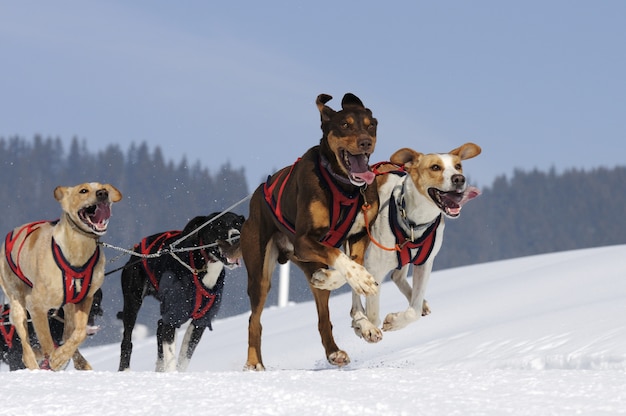 Chien de course dans la neige