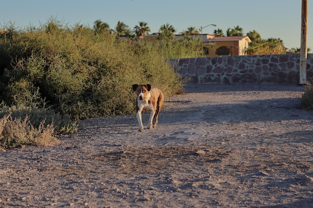 Un chien court sur un chemin