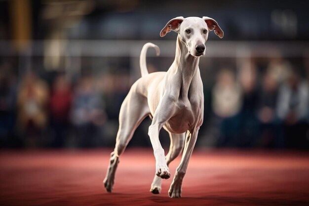 Un chien court sur un tapis rouge avec une queue.