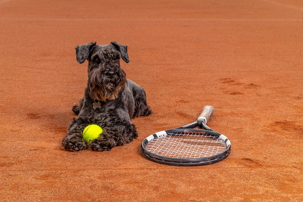 Chien sur un court de tennis avec balles et raquette