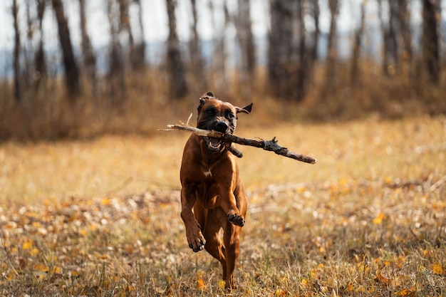 Photo le chien court à travers le champ avec un bâton dans les dents