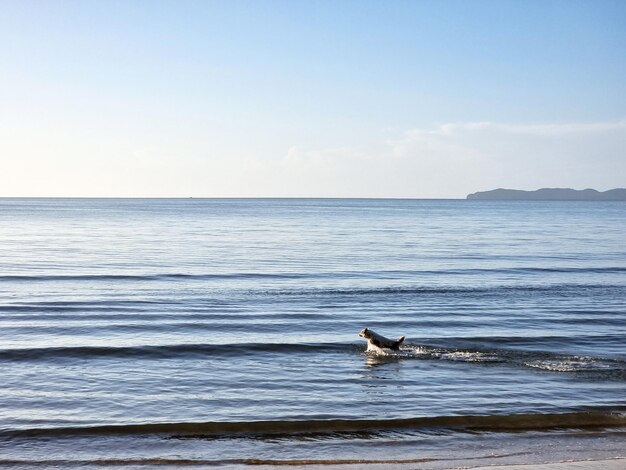 Le chien court sur les vagues de la mer de la plage