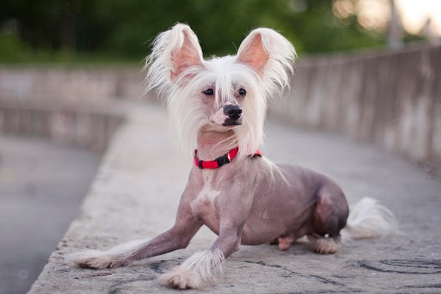 Chien à crête chinois sans poils se trouve sur un immense escalier