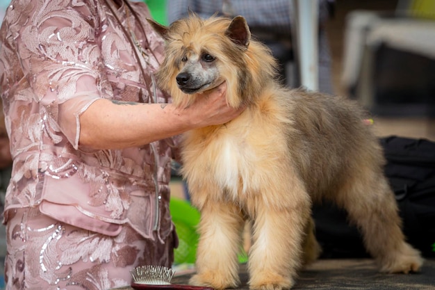 Chien à crête chinoise à une exposition de chiens