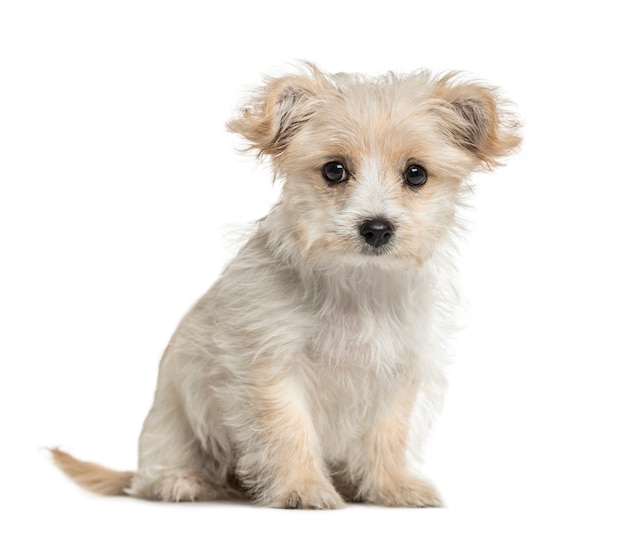 Chien croisé assis, isolé sur blanc