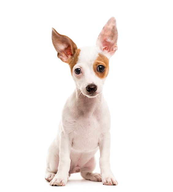 Chien croisé assis, isolé sur blanc