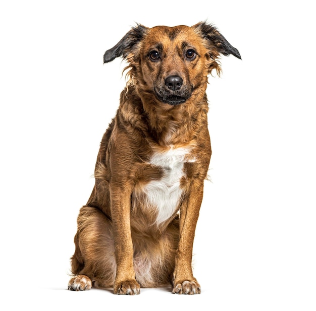 Chien croisé assis isolé sur blanc