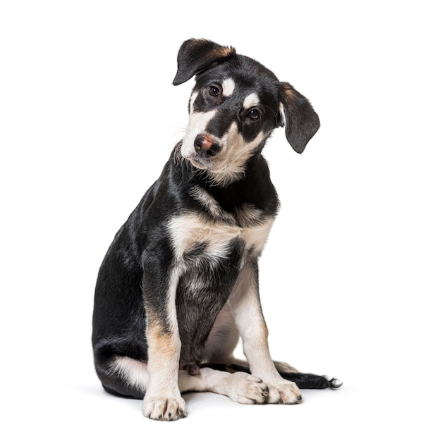 Chien croisé intrigué regardant la caméra