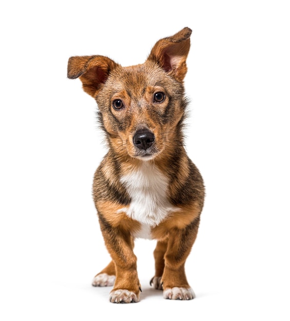 Chien croisé isolé debout devant et regardant la caméra