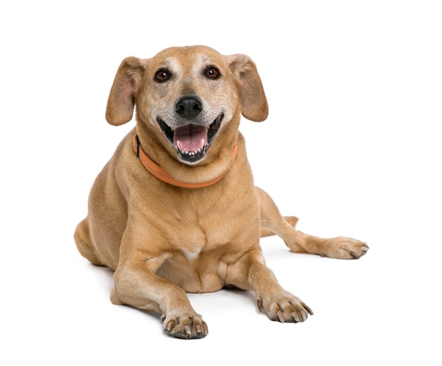 Chien croisé ou métis souriant. Portrait de chien isolé