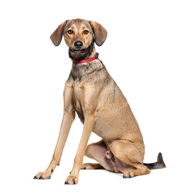 Chien croisé portant un collier rouge isolé sur blanc