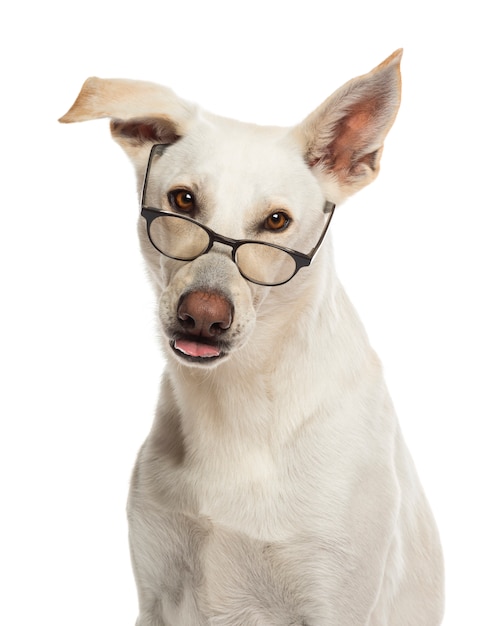 Chien croisé portant des lunettes