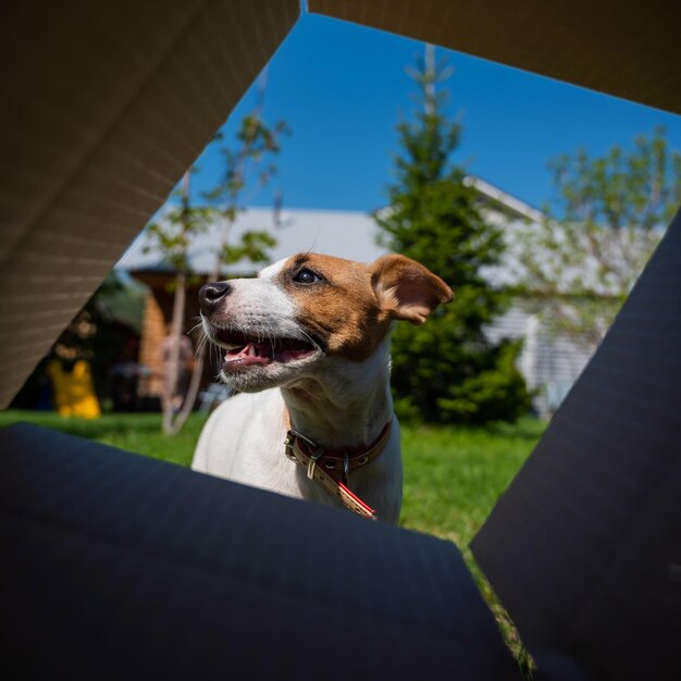 Un chien curieux regarde quelque chose à l'intérieur d'une boîte en carton dans un parc Le chiot Jack Russell Terrier jette un coup d'œil dans une boîte à l'extérieur Vue du bas