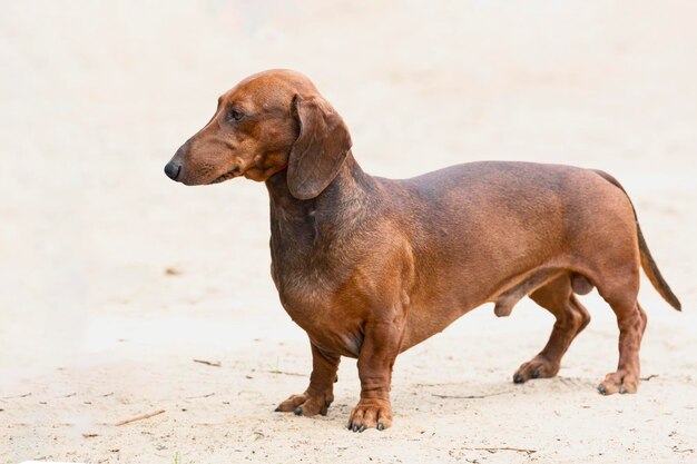 Un chien dachshund en gros plan sur un fond de sable clair