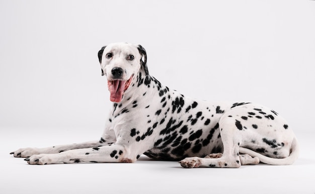 Chien dalmatien assis et face isolé