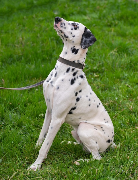 Chien dalmatien sur l'herbe