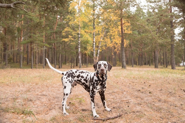 Chien dalmatien en promenade dans la forêt