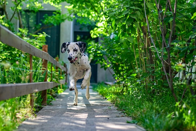 Chien dalmatien qui court