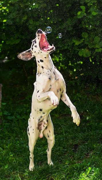 Chien dalmatien sautant