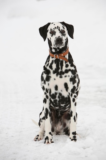 Chien dalmatien