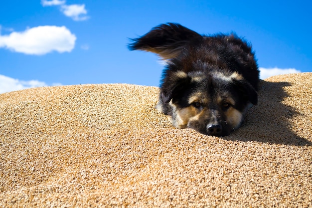 chien dans le bléle bâtard se trouve sur le gardien des gardes du grain