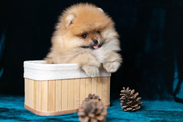 Un chien dans une boîte en bois avec une pomme de pin sur le dessus.