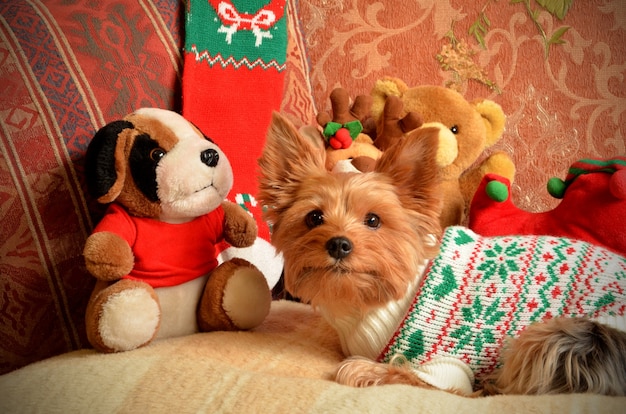 Chien dans un cadre festif du nouvel an