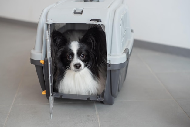 Un chien dans une caisse pour voyager en toute sécurité Papillon dans une cage de transport pour animaux de compagnie