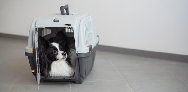 Un chien dans une caisse pour voyager en toute sécurité Papillon dans une cage de transport pour animaux de compagnie