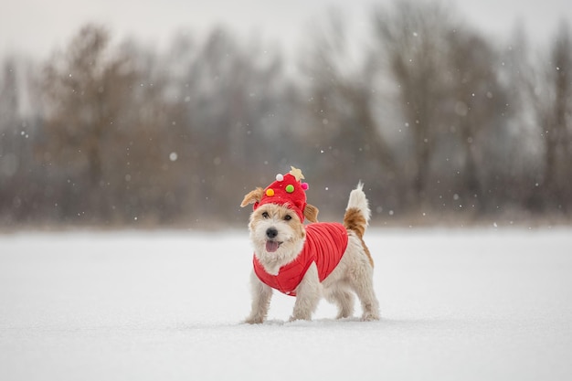 Un chien dans une casquette et une veste de fête rouge se tient dans la neige Jack Russell Terrier en hiver dans des chutes de neige sur un fond d'arbres Concept de Noël