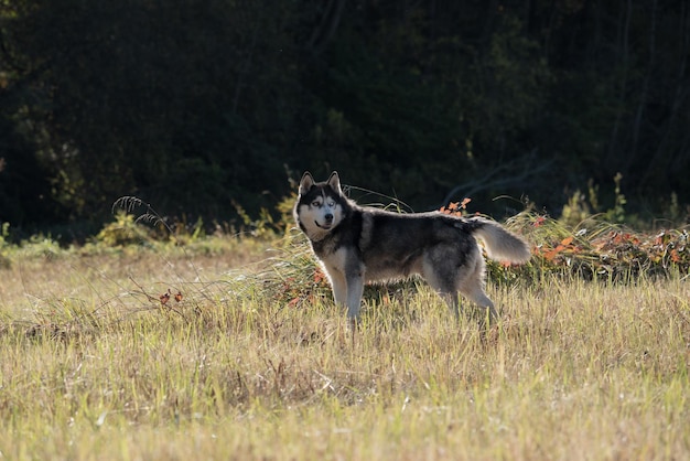 Un chien dans un champ avec des arbres en arrière-plan