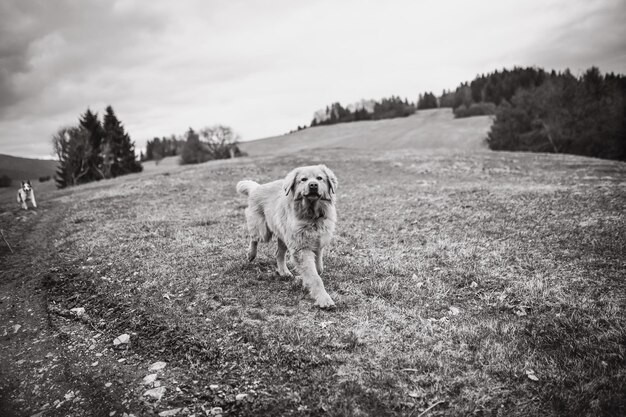 Un chien dans un champ avec une étiquette dessus