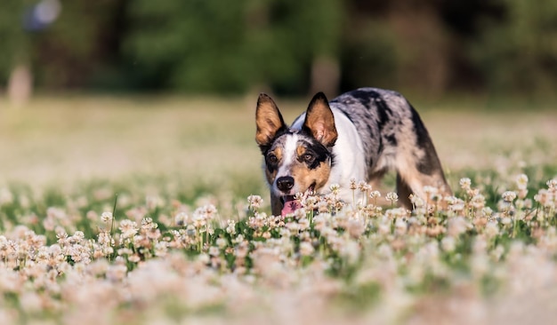 Un chien dans un champ de fleurs