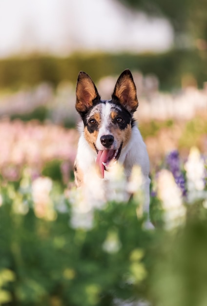 Un chien dans un champ de fleurs