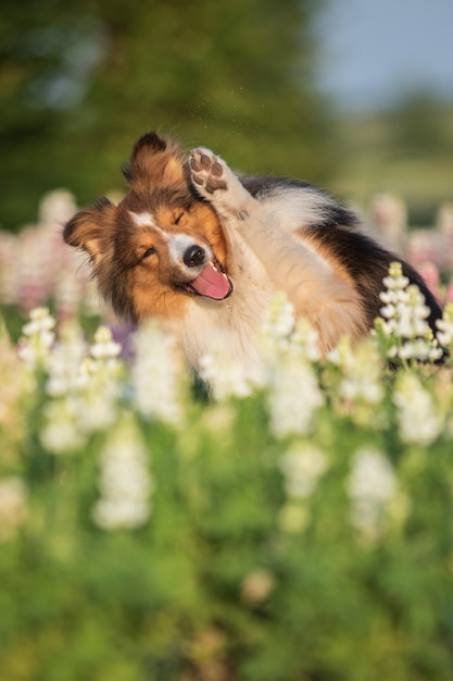 Un chien dans un champ de fleurs