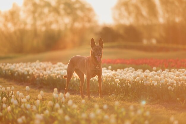 Un chien dans un champ de fleurs