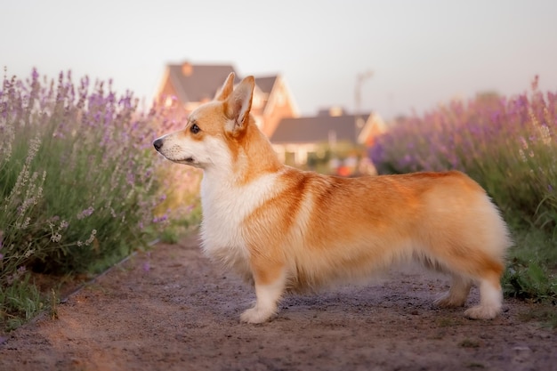 Photo un chien dans un champ de lavande