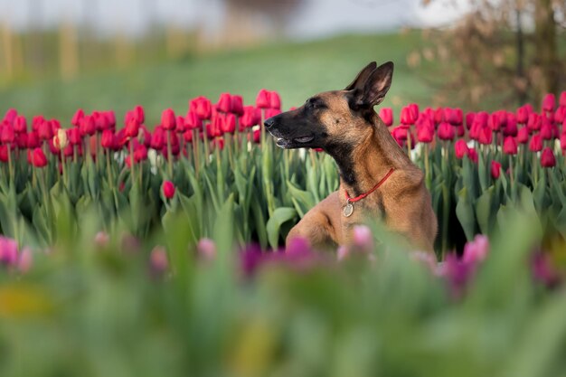 Un chien dans un champ de tulipes