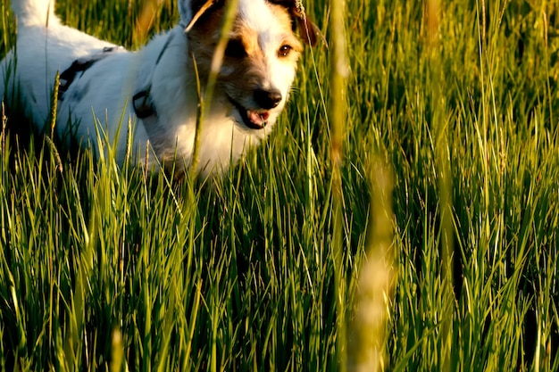 Photo chien dans le champ