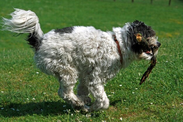 Photo un chien dans un champ