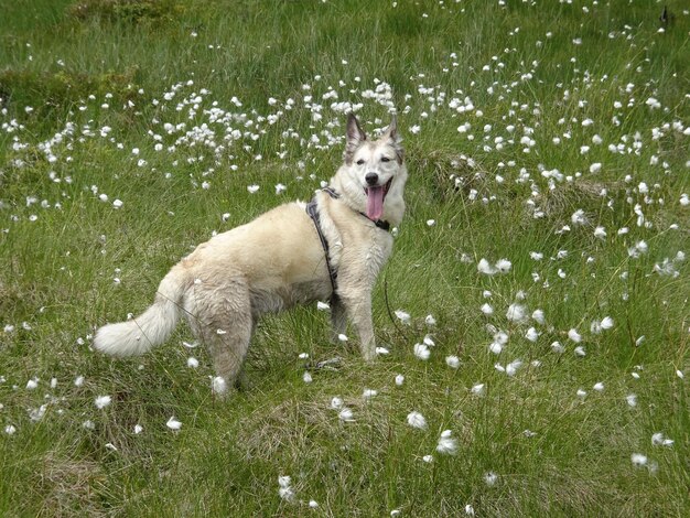 Photo un chien dans un champ