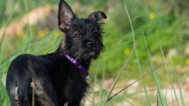 Photo chien dans le champ