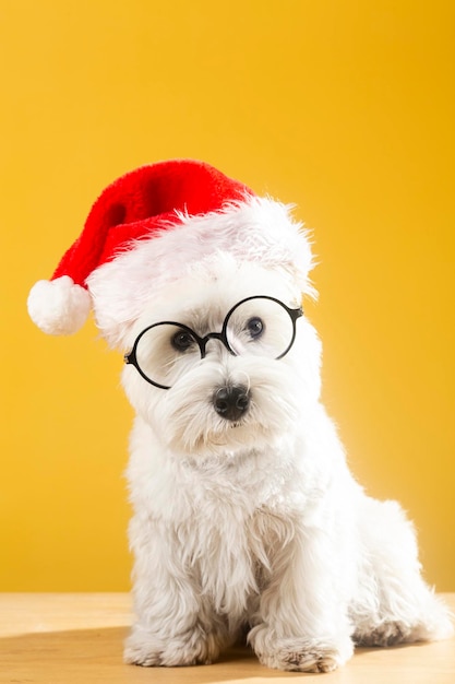 Chien dans un chapeau de Noël sur fond jaune