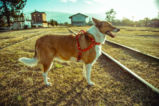 Chien dans le chemin de fer