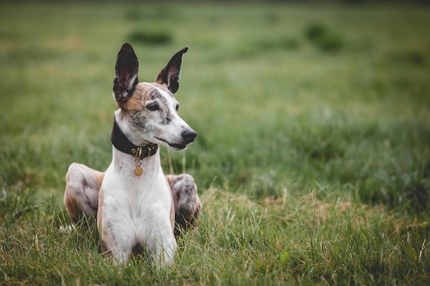 Un chien dans un collier se trouve sur l'herbe