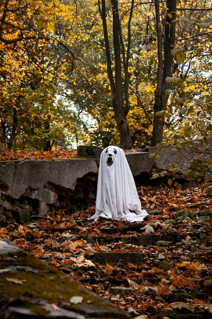 Photo chien dans un costume de fantôme halloween concept