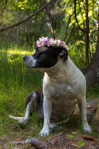 Un chien dans une couronne de fleurs est assis dans la nature Belle American Staffordshire Terrier