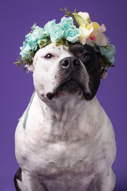 Un chien dans une couronne de fleurs sur un fond lilas Animal de compagnie à la mode American Staffordshire Terrier