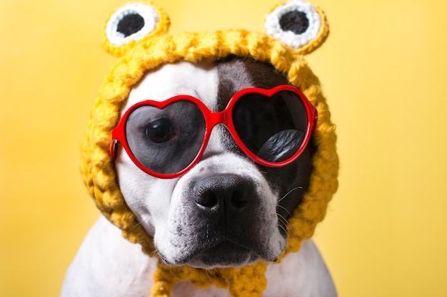 Un chien dans un drôle de chapeau de grenouille Animal drôle à la mode